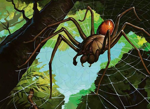 Spider cards lot - spider, collection